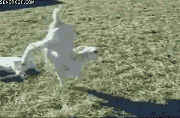 Goats GIF by Cheezburger - Find & Share on GIPHY
