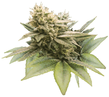 Dope Bud Sticker