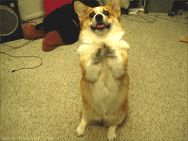 Video gif. A corgi sits up on its butt and paws the air, looking up with big black, begging eyes.