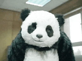 panda stare GIF by hoppip