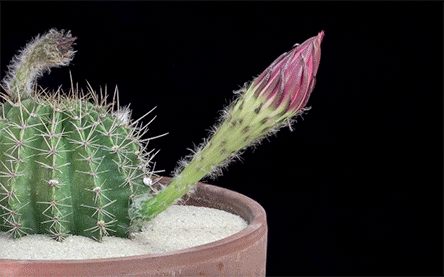 Flower Cactus GIF - Find & Share on GIPHY