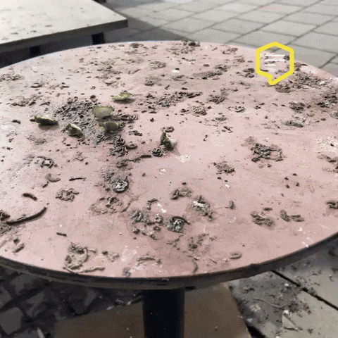 Birds Omg GIF by Linz News