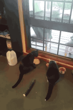 Image result for cat cucumber gif