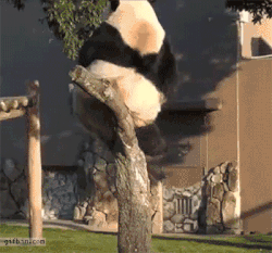 Pandalar uçabilirmi