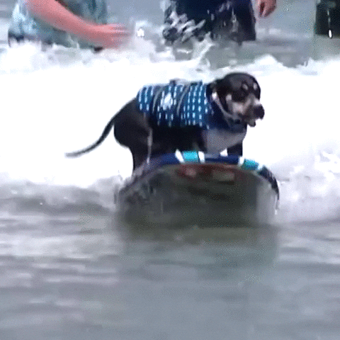 surfing dog GIF by NowThisNewsTV