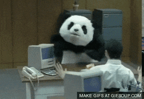 Panda Cheese GIFs - Get the best GIF on GIPHY