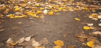 fall leaves GIF by Jerology