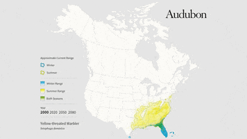 Yellow-Throated Warbler GIF by audubon