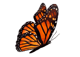Orange Mariposa Sticker