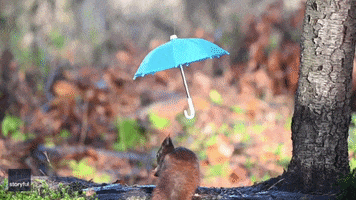 Photoshoot Squirrel GIF by Storyful