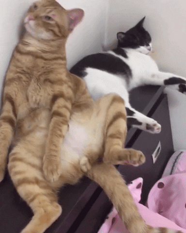 Cat Love GIF by Pamily