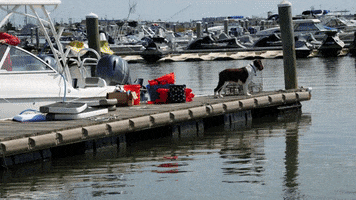 Jersey Shore Dogs GIF by No Cheese Records