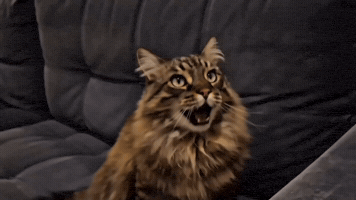 Cat Meme GIF