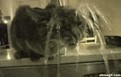 water drinking GIF
