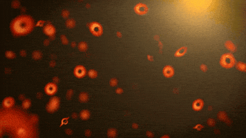 Pbh GIF