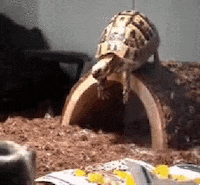 Turtle-head GIFs - Get the best GIF on GIPHY
