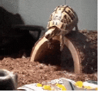 Turtle-head GIFs - Get the best GIF on GIPHY Turtle-head GIFs - Get the best GIF on GIPHY