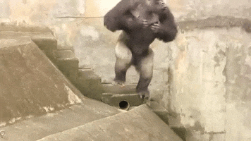 Great Ape Zoo GIF