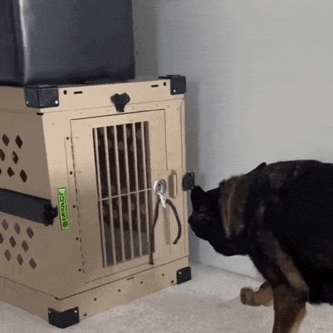 🐶 Should You Crate Train My Dog? 🐶