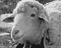 sheep-shagger meme gif