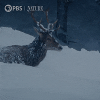 Pbs Nature Winter GIF by Nature on PBS