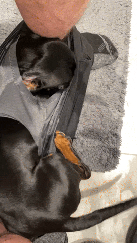 Dog GIF