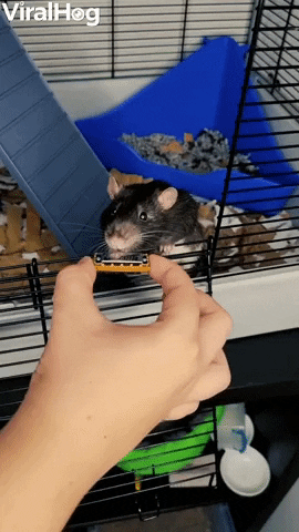 Talented Rat Plays Tiny Harmonica GIF by ViralHog