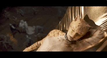 vulture cats taylor swift GIF
