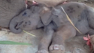 baby elephant GIF