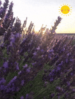 200.gif