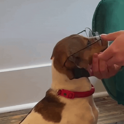 Funny-dog-muzzle GIFs - Get the best GIF on GIPHY