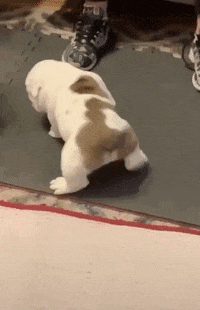 Funnydog GIFs  Get the best GIF on GIPHY
