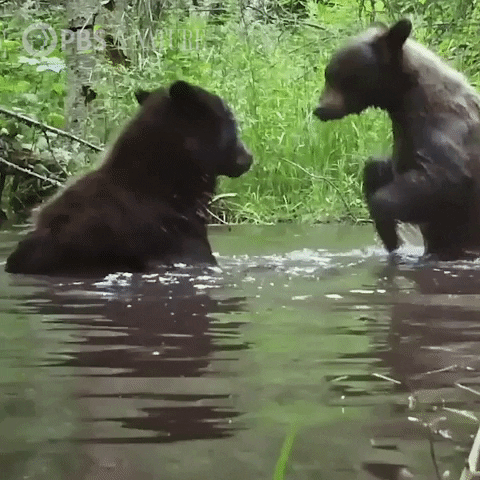 Pbs Nature Bear GIF by Nature on PBS