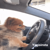 Party Ride GIF