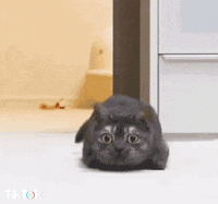Chat Bonjour Gif By Tiktok France Find Share On Giphy Chat Bonjour Gif By Tiktok France Find Share On Giphy