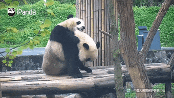 panda sumo GIF by BFMTV