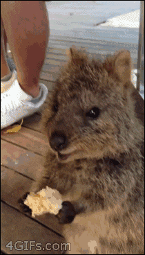 giphy.gif?cid=ecf05e47wbhc3v4scgt67u3i7k