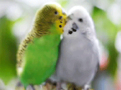 bird love GIF