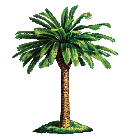 a palm tree swaying