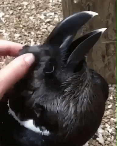 [Image: giphy.gif?cid=8fc3c897a5f9daf9c5f05c90f6...=giphy.gif]