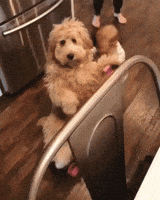 GIF