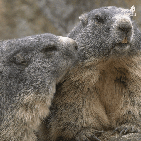 Wildlife gif. In love, two adorable marmots at the Berlin Zoo cuddle sweetly.