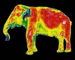 Digatherm elephant peanut thermal thermography GIF