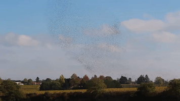 Sky Birds GIF