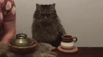 Cat Tea GIF