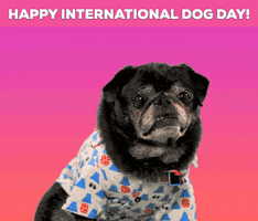 Dog Day Pug GIF by GIFiday