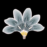 200.gif?cid=fc005b08610e72bd81526c6a22d558433e7f69b8d3bd1837&rid=200.gif&ct=g