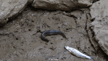 Magic Fish GIF by UnusualCooking