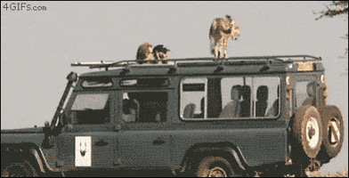 jeep cheetah GIF