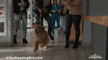 Golden Retriever Dog GIF by Hallmark Movies & Mysteries